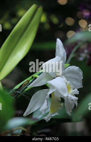 Schöne Blumen, weiße van vilet holländische Iris, Iris hollandica, wächst auf der Wiese. Stockfoto