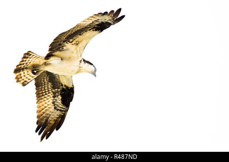 Einsame Osprey Jagd auf dem Flügel auf weißem Hintergrund Stockfoto