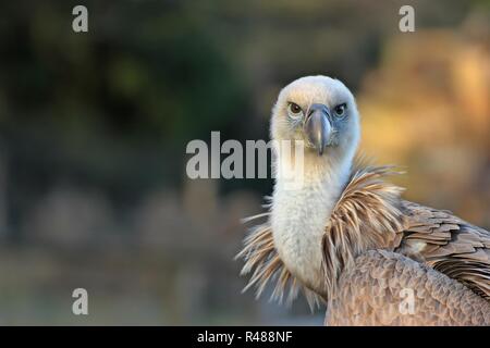 Portrait von Gänsegeier (Tylose in fulvus) Stockfoto