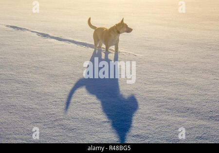 Ein belgischer Schäferhund und sein treuer Begleiter, sein Schatten, Winter scene, Konzept Stockfoto