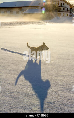 Ein belgischer Schäferhund und sein treuer Begleiter, sein Schatten, winter Design, Konzept Stockfoto