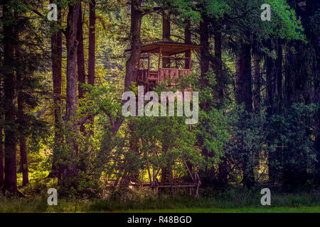 Melancholisch woodland Szene im Sommer - eine hohe Holz- sitz in der Hintergrundbeleuchtung Stockfoto