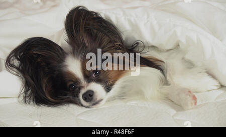 Schöner Hund Papillon liegt unter Decke auf dem Bett und schaut sich um Stockfoto