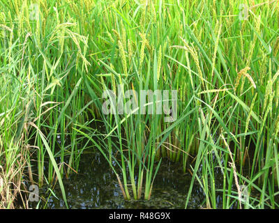 Der Anbau von Reis in die überfluteten Felder Stockfoto