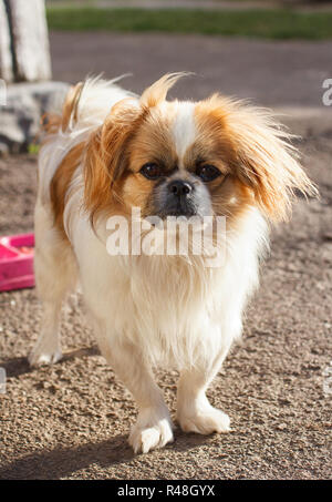 Lustige Rothaarige Pekinese Hund Stockfoto