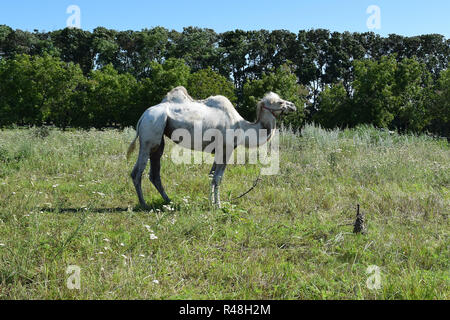 Kamel auf einer Weide Stockfoto