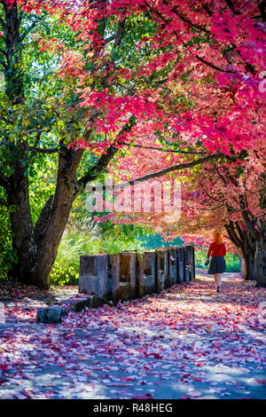 Ein Mädchen geht durch einen natürlichen Tunnel mit Laub im Herbst rote Ahornbäume, in einer Gasse auf dem Gehweg gesäumt bildet einen natürlichen Bogen mit einem fi Stockfoto