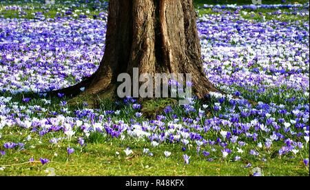 Feder Stockfoto