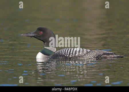 Common Loon in der Wüste Stockfoto