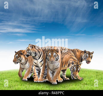 Gruppe von Bengal Tiger Stockfoto