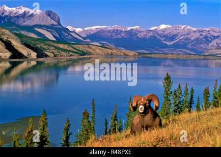 Bighorn Ram liegend im Gras am Hang in Front auf See und Berge, Jasper Nationalpark Kanada Stockfoto