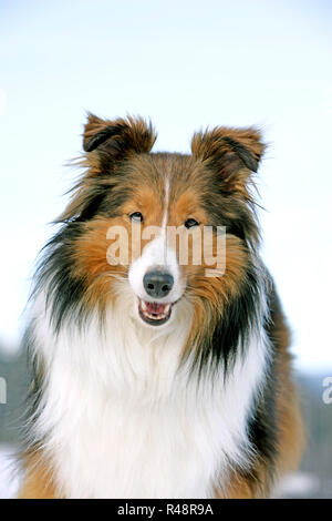 Close up Portrait von Shetland Sheepdog im Schnee, an der Kamera schaut. Stockfoto