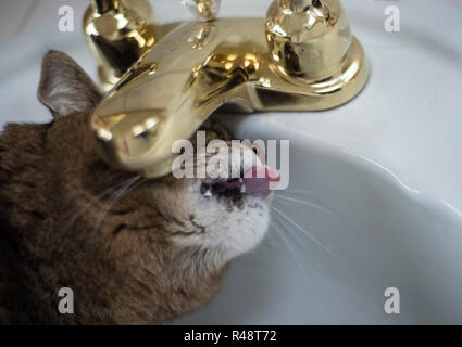 Katze trinken aus einem Wasserhahn im Badezimmer Stockfoto