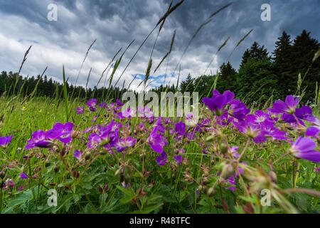 Blumen im Frühling und Sonne mit Hintergrundbeleuchtung Stockfoto