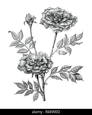Rosen hand Zeichnung vintage Gravur Abbildung auf weißem Hintergrund Stock Vektor