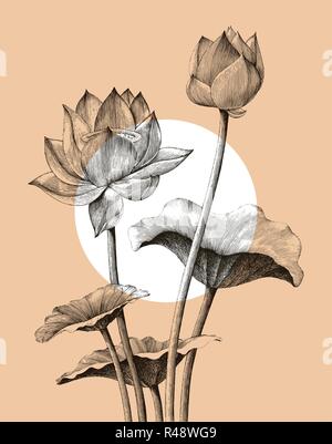 Lotus Flower hand Zeichnung vintage Gravur Stil Stock Vektor