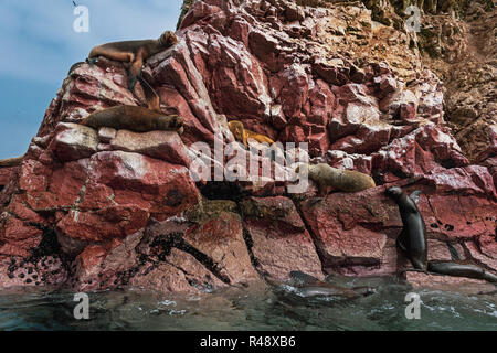 Gruppe von Seelöwen auf den Steinen am Meer. Stockfoto