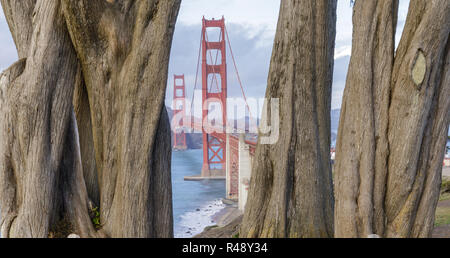 Golden Gate Bridge von Zypressen umrahmt. Stockfoto