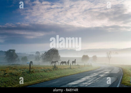 Horse Herde und Abziehender Nebel im sonnigen Hintergrundbeleuchtung, Felder in Licht mit Schatten und Wolken, Sonnenstrahlen, Wolken über Landschaft Stockfoto