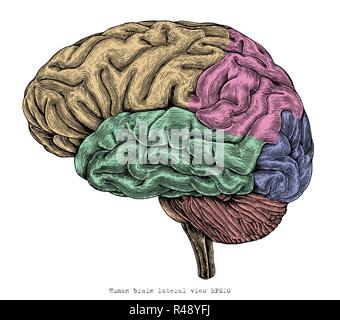 Menschliche Gehirn laterale Ansicht handzeichnung vintage Gravur Abbildung Stock Vektor