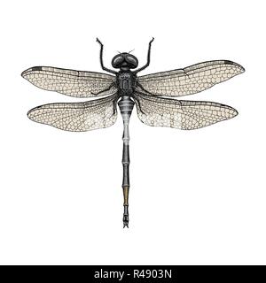 Dragonfly Handzeichnung vintage Gravur Abbildung Stock Vektor