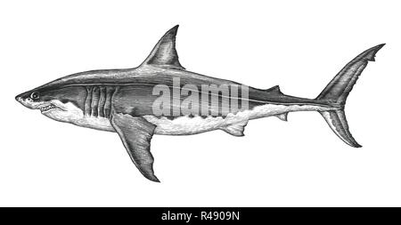 Great White Shark Handzeichnung vintage Gravur Abbildung Stock Vektor