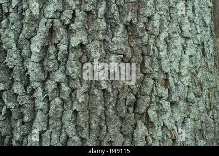 Alte Eiche Rinde Textur Hintergrund Makro Stockfoto