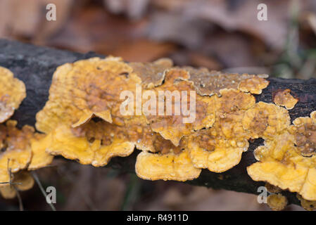 Orange polypore Pilz am Baum Makro selektiven Fokus Stockfoto