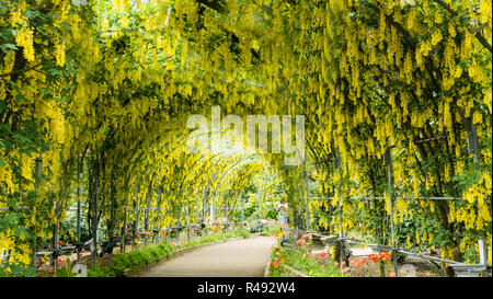 Frühling Blumen Serie, Glyzinien Spalier im Garten Stockfoto