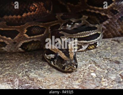 Closeup Green Tigerpython oder Python Molurus Bivittatus zusammengerollt auf dem Boden Stockfoto