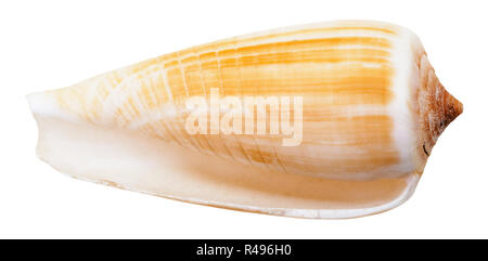 Leere Muschel Muschel meer Kegel Schnecke isoliert Stockfoto