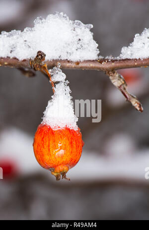 Reifer Apfel mit Schnee bedeckt Stockfoto