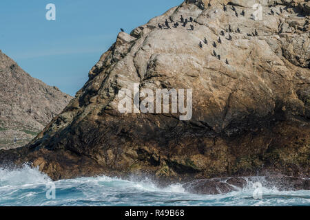 Brandt der Kormorane (Phalacrocorax penicillatus), die ihre Heimat auf die rauhe Landschaft der Farallon Islands Natur machen im Pazifik zu erhalten. Stockfoto