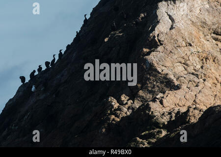 Brandt der Kormorane (Phalacrocorax penicillatus), die ihre Heimat auf die rauhe Landschaft der Farallon Islands Natur machen im Pazifik zu erhalten. Stockfoto