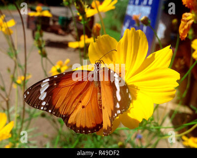 Monarch-Schmetterling Suche nach Nektar auf einer Blume Stockfoto