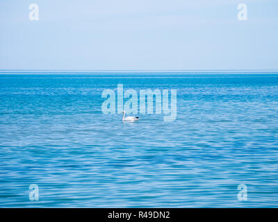 Schwan schwimmend in das blaue Wasser des Schwarzen Meeres Stockfoto