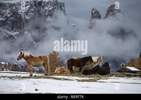 Pferde auf der Wiese und Schlern (schlern) Gipfeln im Hintergrund. Dolomiten, Seiser Alm (Seiser Alm), Südtirol, Italien. Stockfoto