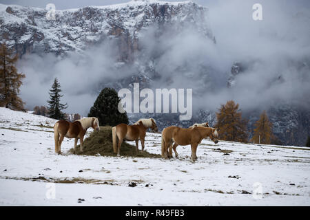 Pferde auf der Wiese und Schlern (schlern) Gipfeln im Hintergrund. Dolomiten, Seiser Alm (Seiser Alm), Südtirol, Italien. Stockfoto