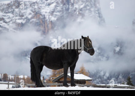 Pferde auf der Wiese und Schlern (schlern) Gipfeln im Hintergrund. Dolomiten, Seiser Alm (Seiser Alm), Südtirol, Italien. Stockfoto