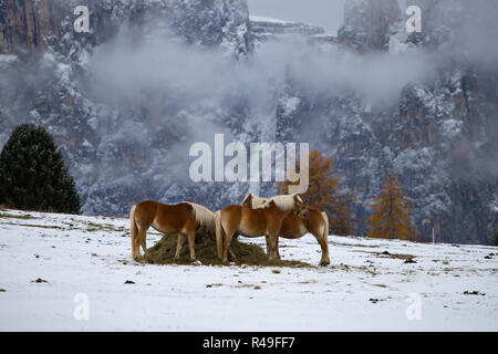 Pferde auf der Wiese und Schlern (schlern) Gipfeln im Hintergrund. Dolomiten, Seiser Alm (Seiser Alm), Südtirol, Italien. Stockfoto