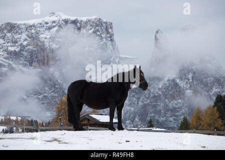 Pferde auf der Wiese und Schlern (schlern) Gipfeln im Hintergrund. Dolomiten, Seiser Alm (Seiser Alm), Südtirol, Italien. Stockfoto