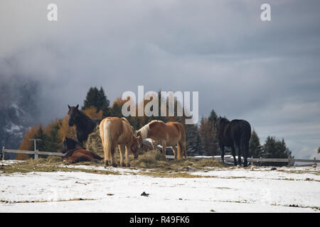 Pferde auf der Wiese und Schlern (schlern) Gipfeln im Hintergrund. Dolomiten, Seiser Alm (Seiser Alm), Südtirol, Italien. Stockfoto