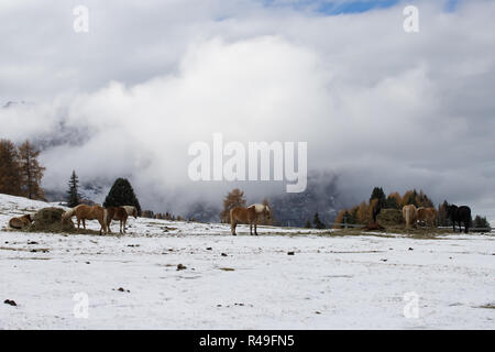 Pferde auf der Wiese und Schlern (schlern) Gipfeln im Hintergrund. Dolomiten, Seiser Alm (Seiser Alm), Südtirol, Italien. Stockfoto