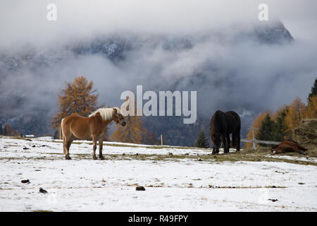 Pferde auf der Wiese und Schlern (schlern) Gipfeln im Hintergrund. Dolomiten, Seiser Alm (Seiser Alm), Südtirol, Italien. Stockfoto