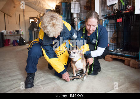 Gridley, Kalifornien, USA. 25 Nov, 2018. Atmosphäre an der American Humane Society' Camp Fire' Rescue/Tierheim Programm am Butte Co Messegelände am 25. November 2018 in Gridley, Kalifornien. Foto: Mark McKenna/imageSPACE/MediaPunch Credit: MediaPunch Inc/Alamy leben Nachrichten Stockfoto