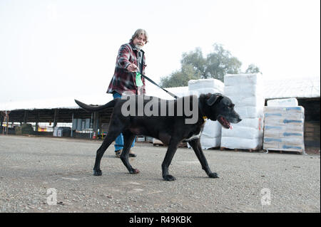 Gridley, Kalifornien, USA. 25 Nov, 2018. Atmosphäre an der American Humane Society' Camp Fire' Rescue/Tierheim Programm am Butte Co Messegelände am 25. November 2018 in Gridley, Kalifornien. Foto: Mark McKenna/imageSPACE/MediaPunch Credit: MediaPunch Inc/Alamy leben Nachrichten Stockfoto