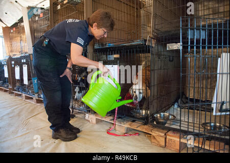 Gridley, Kalifornien, USA. 25 Nov, 2018. Atmosphäre an der American Humane Society' Camp Fire' Rescue/Tierheim Programm am Butte Co Messegelände am 25. November 2018 in Gridley, Kalifornien. Foto: Mark McKenna/imageSPACE/MediaPunch Credit: MediaPunch Inc/Alamy leben Nachrichten Stockfoto