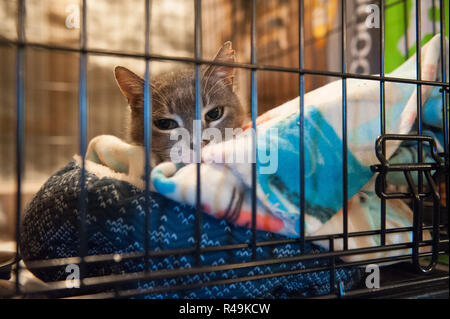 Gridley, Kalifornien, USA. 25 Nov, 2018. Atmosphäre an der American Humane Society' Camp Fire' Rescue/Tierheim Programm am Butte Co Messegelände am 25. November 2018 in Gridley, Kalifornien. Foto: Mark McKenna/imageSPACE/MediaPunch Credit: MediaPunch Inc/Alamy leben Nachrichten Stockfoto