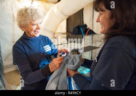 Gridley, Kalifornien, USA. 25 Nov, 2018. Atmosphäre an der American Humane Society' Camp Fire' Rescue/Tierheim Programm am Butte Co Messegelände am 25. November 2018 in Gridley, Kalifornien. Foto: Mark McKenna/imageSPACE/MediaPunch Credit: MediaPunch Inc/Alamy leben Nachrichten Stockfoto