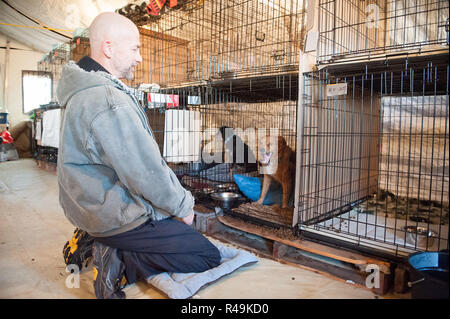 Gridley, Kalifornien, USA. 25 Nov, 2018. Atmosphäre an der American Humane Society' Camp Fire' Rescue/Tierheim Programm am Butte Co Messegelände am 25. November 2018 in Gridley, Kalifornien. Foto: Mark McKenna/imageSPACE/MediaPunch Credit: MediaPunch Inc/Alamy leben Nachrichten Stockfoto